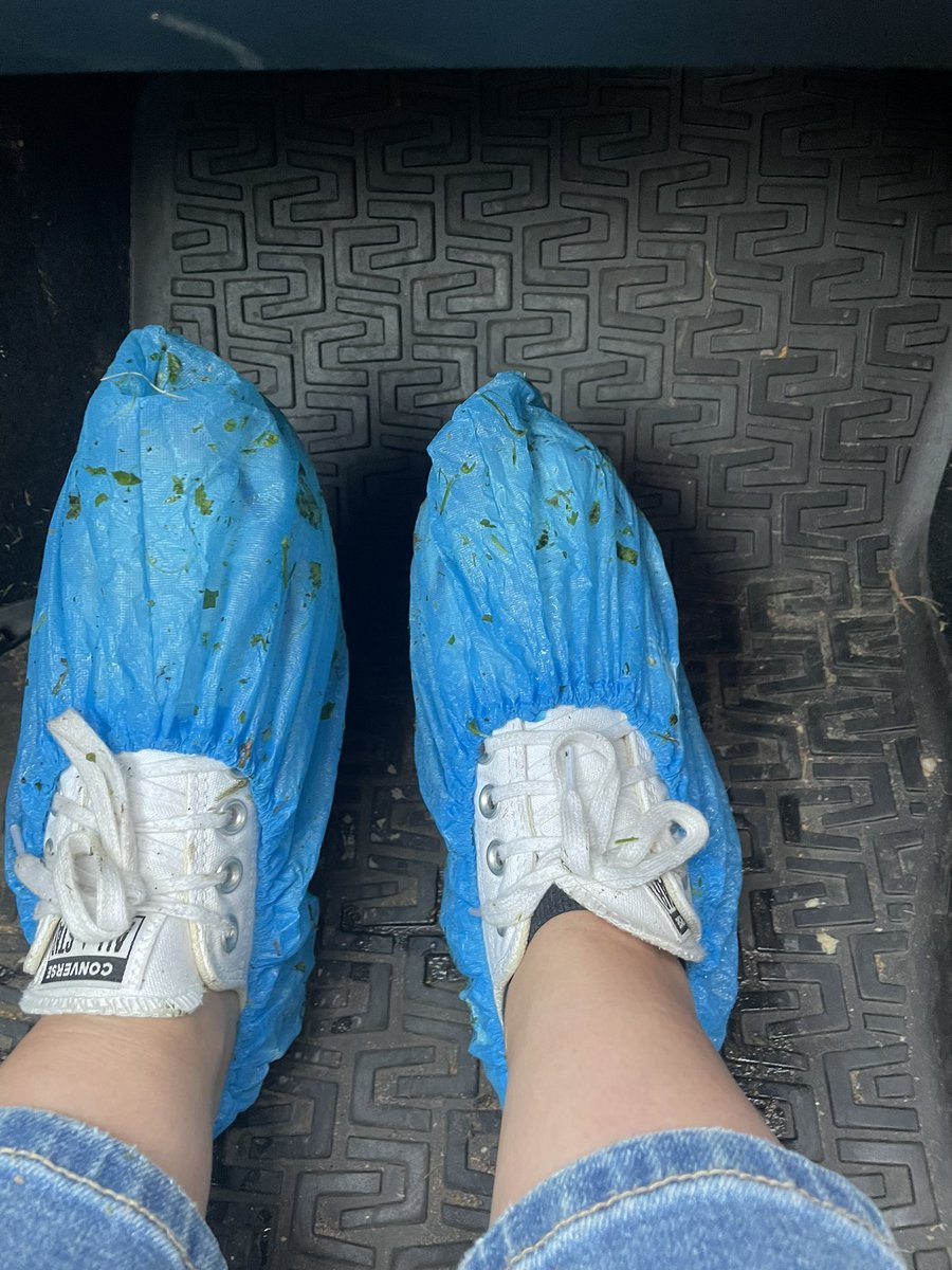 Another day another field to traipse through in the rain, improvised to avoid trashing my shoes… I think some wellies are required