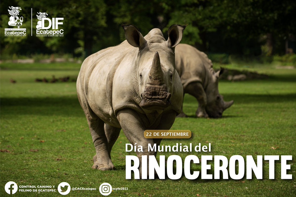 #DíaMundialDelRinoceronte | Creemos conciencia acerca de la necesidad de protección de este increíble animal. 🦏🌍
 
#DIFEcatepec #MunicipioConValores