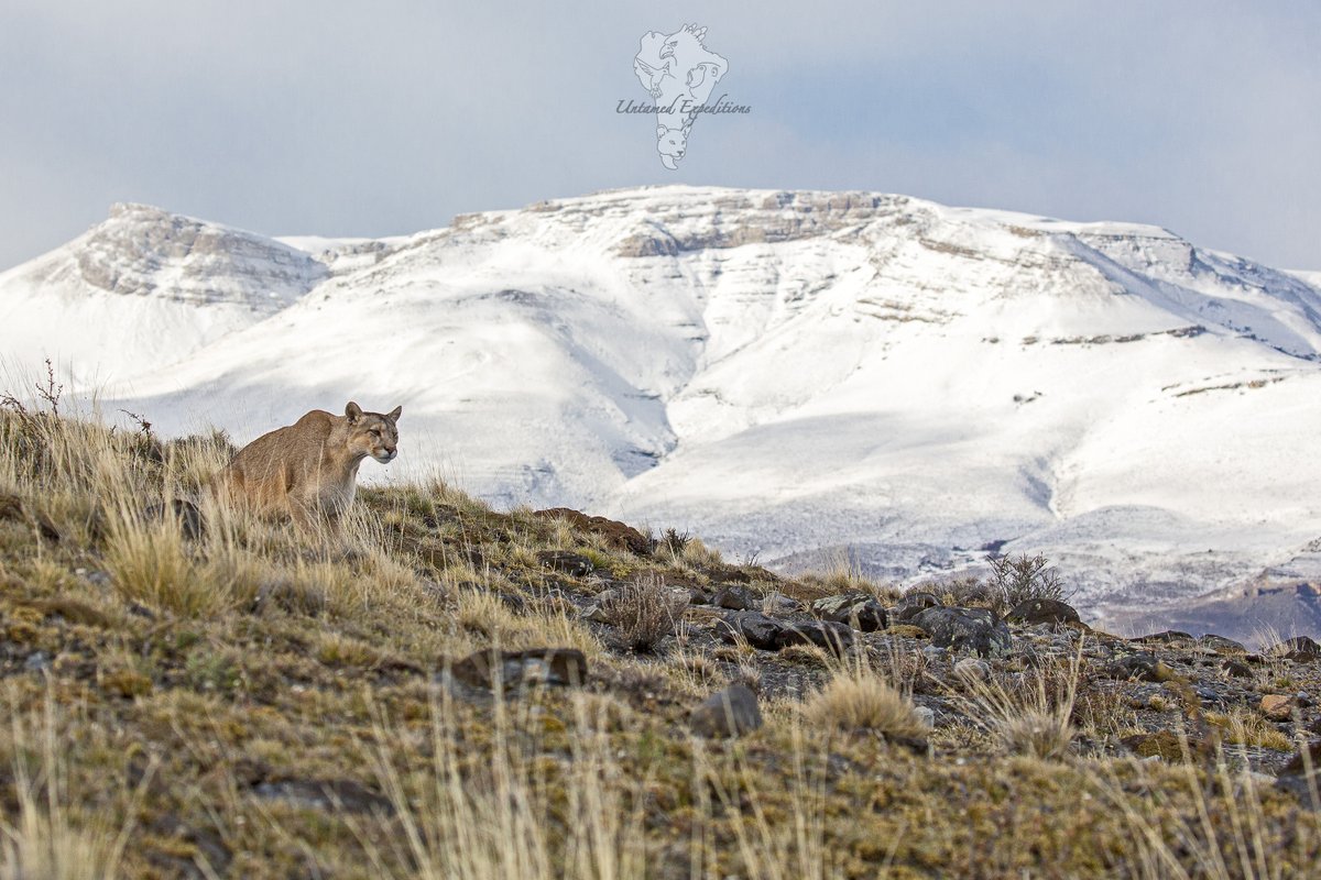 UntamedExp's tweet photo. Pumas and the Patagonian Landscape #3

Featuring these beautiful animals with the breathtaking backdrop of the foothills of Torres del Paine in Patagonia, Chile.

#pumaconcolor #pumasofpatagonia #bigcatphotography #twitterwildlifephotography #untamedexpeditions #torresdelpaine https://t.co/ISmsfW7NH0