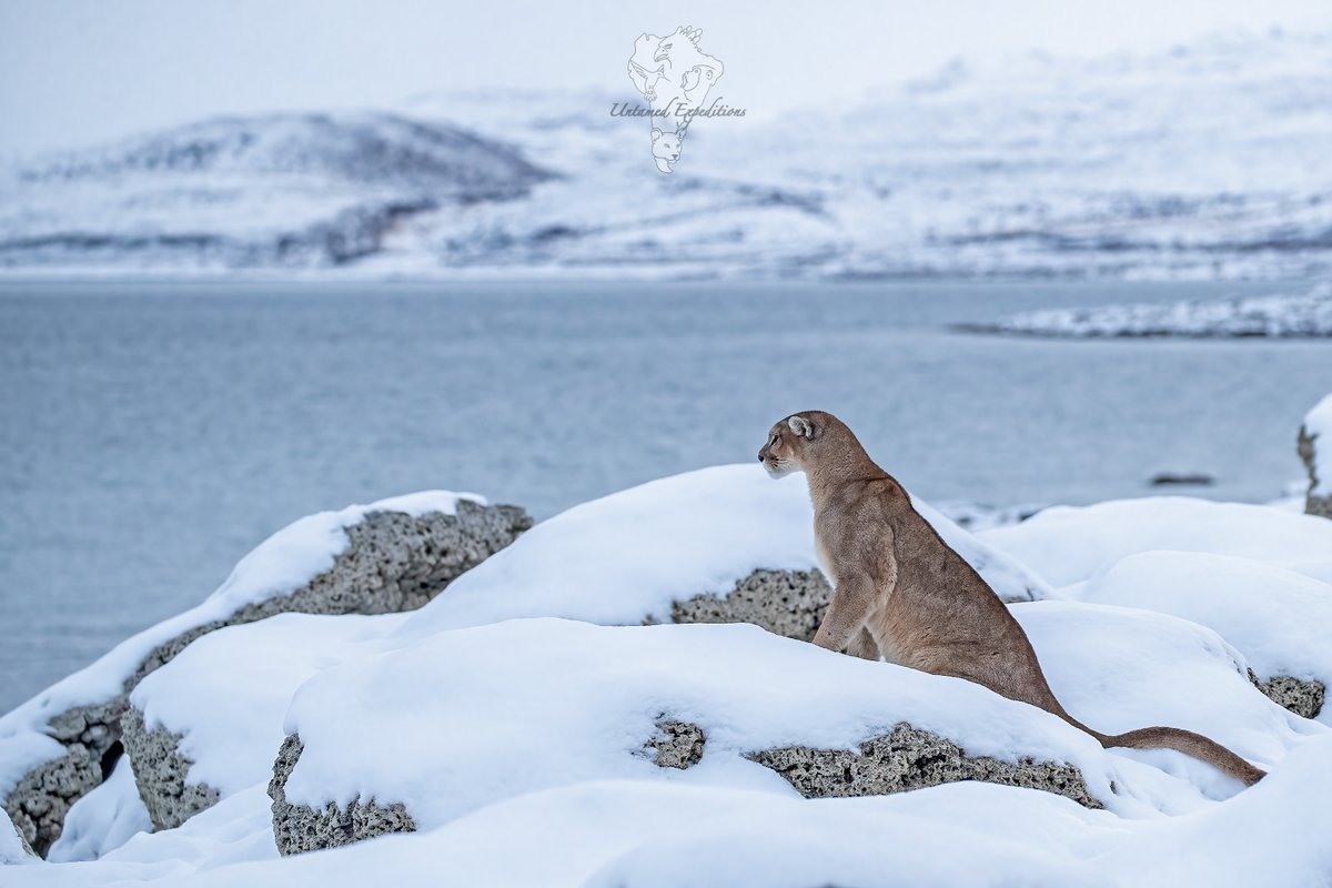UntamedExp's tweet photo. Pumas and the Patagonian Landscape #3

Featuring these beautiful animals with the breathtaking backdrop of the foothills of Torres del Paine in Patagonia, Chile.

#pumaconcolor #pumasofpatagonia #bigcatphotography #twitterwildlifephotography #untamedexpeditions #torresdelpaine https://t.co/ISmsfW7NH0