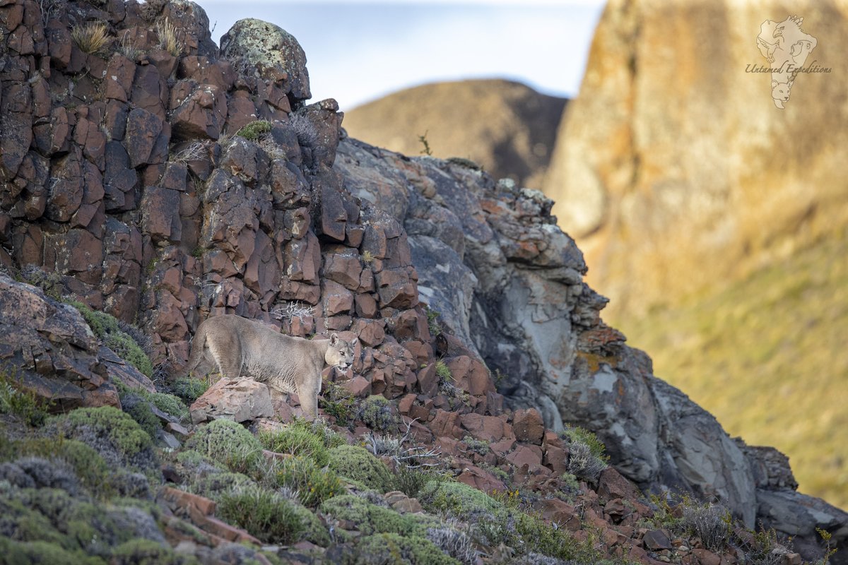 UntamedExp's tweet photo. Pumas and the Patagonian Landscape #3

Featuring these beautiful animals with the breathtaking backdrop of the foothills of Torres del Paine in Patagonia, Chile.

#pumaconcolor #pumasofpatagonia #bigcatphotography #twitterwildlifephotography #untamedexpeditions #torresdelpaine https://t.co/ISmsfW7NH0
