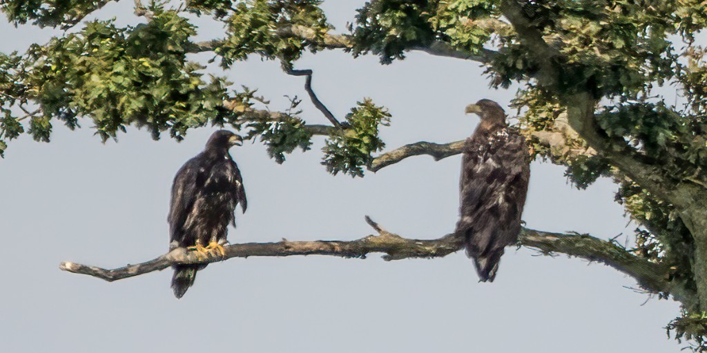 SeaEagleEngland's tweet photo. This year's "chick" - G625 - has been out of the nest for 2 months &amp; is still hanging out with his parents. They'll continue to feed him until they start to prepare for the next breeding season. Then he will become fully independent. 🙏🏻 Phil Thornton for the images @RoyDennisWF https://t.co/fyiNPzDhLk