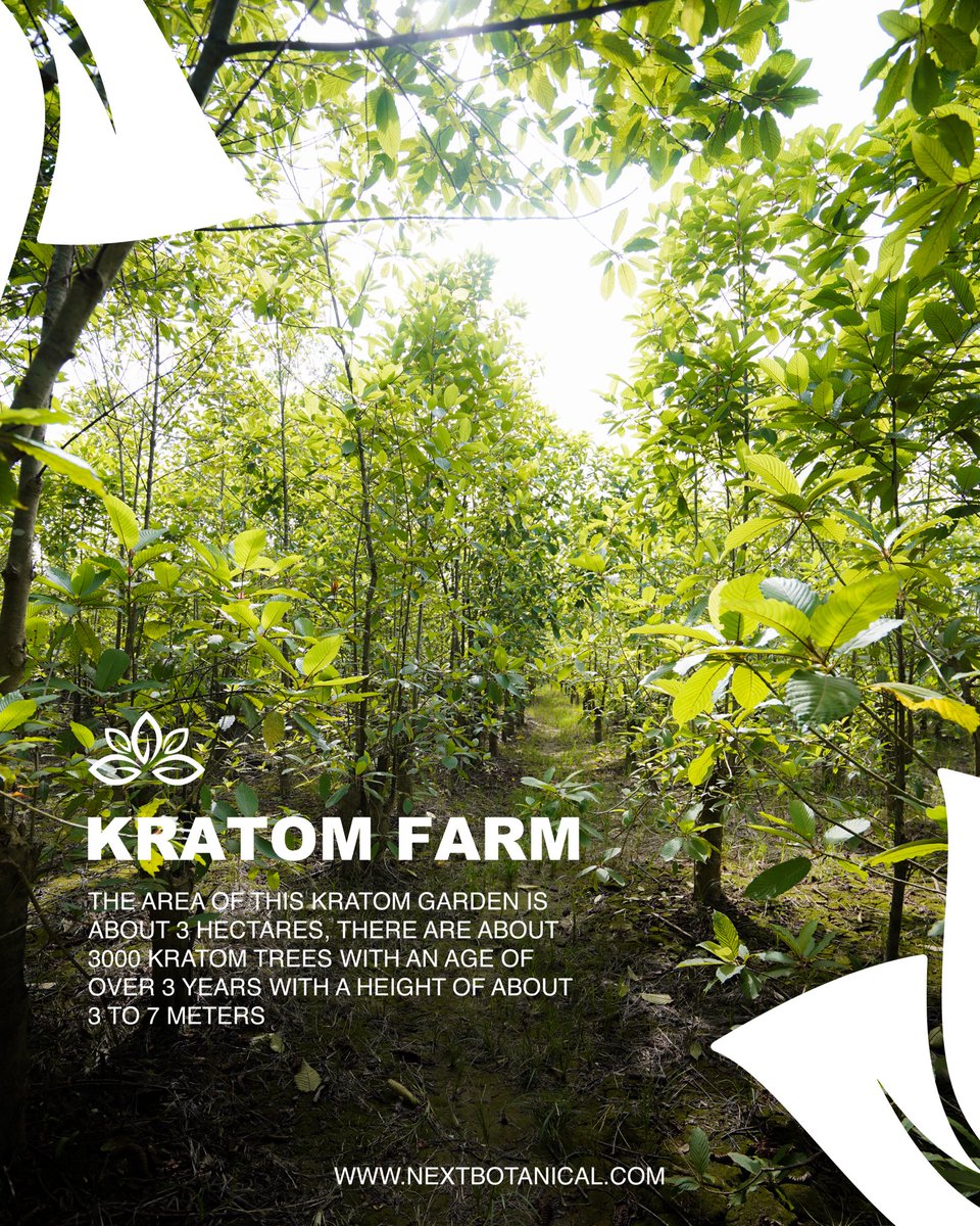 nextbotanical's tweet photo. This is one of kratom plantation in Jongkong, there are many kratom plantation there. Our farmers not only harvesting in plantation, sometimes they harvesting from wild kratom tree

NEXT BOTANICAL
https://t.co/ajgbKs0J5W

#kratom #kratomusa #kratomwholesale #kratomczech https://t.co/G3yBSPClDY