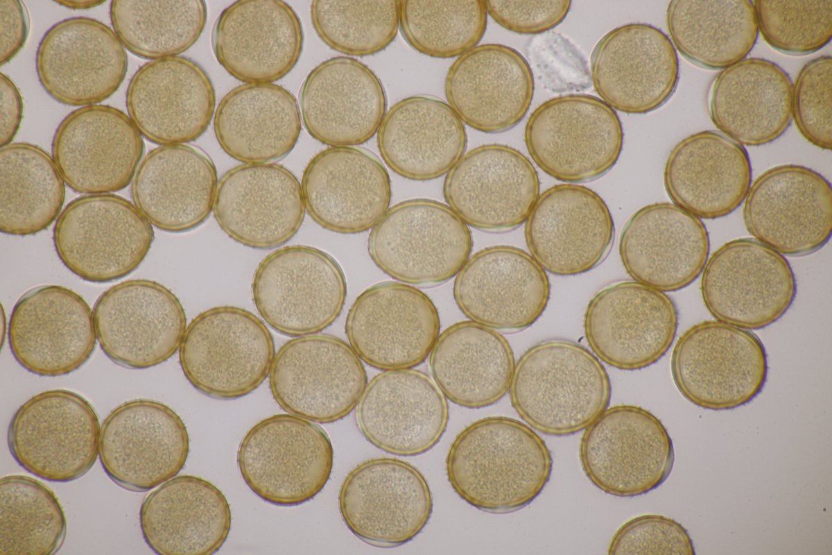 RPilze's tweet photo. Puccinia artemisiella ex Artemisia vulgaris

#Pucciniaartemisiella #Puccinia #rost #rostpilz #rust #rustfungus  #Artemisiavulgaris #beifuß #mugwort #Armoise #mushroom #mushrooms #fungus #fungi #pilz #pilze #champignons #champignon #nature #natur https://t.co/lPm1Vpm2b8