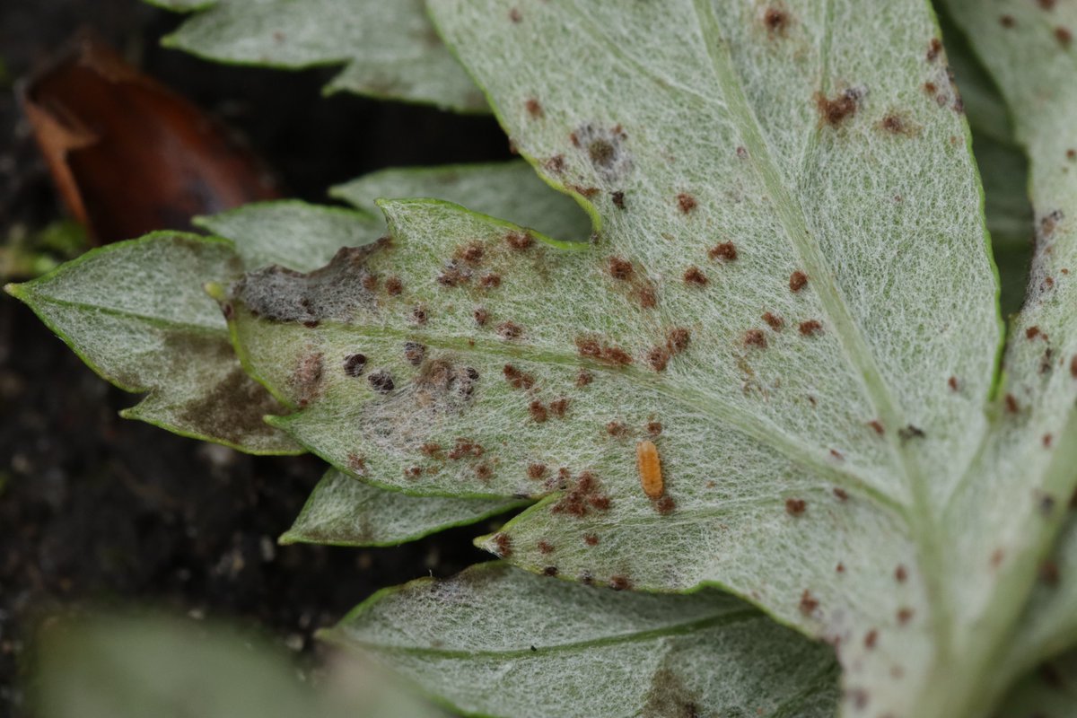 RPilze's tweet photo. Puccinia artemisiella ex Artemisia vulgaris

#Pucciniaartemisiella #Puccinia #rost #rostpilz #rust #rustfungus  #Artemisiavulgaris #beifuß #mugwort #Armoise #mushroom #mushrooms #fungus #fungi #pilz #pilze #champignons #champignon #nature #natur https://t.co/lPm1Vpm2b8