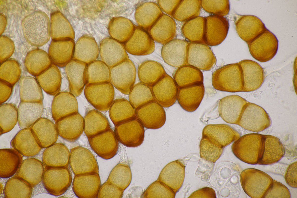 RPilze's tweet photo. Puccinia artemisiella ex Artemisia vulgaris

#Pucciniaartemisiella #Puccinia #rost #rostpilz #rust #rustfungus  #Artemisiavulgaris #beifuß #mugwort #Armoise #mushroom #mushrooms #fungus #fungi #pilz #pilze #champignons #champignon #nature #natur https://t.co/lPm1Vpm2b8
