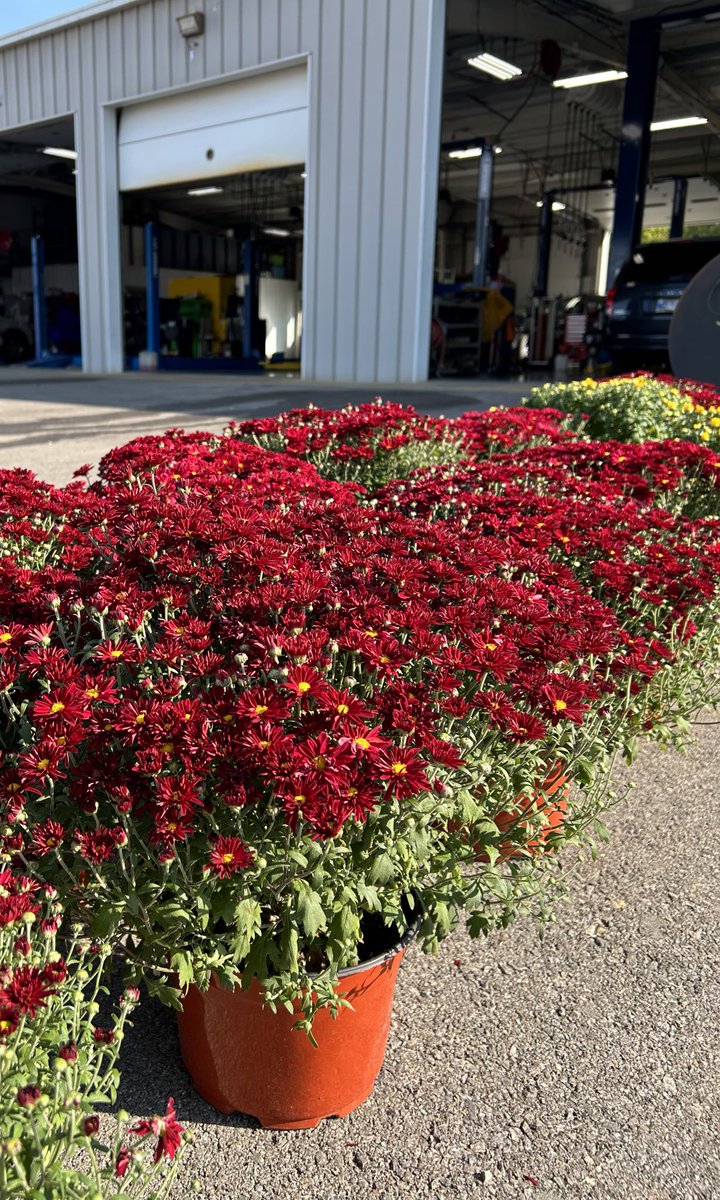 Let’s have some fun! ☺️ Tag the best driver 🚘 you know for a chance at one of these beautiful mums. Random drawing on Monday. Wishing everyone a great day and weekend! Can’t wait to read who the best driver is on the roads! 😄