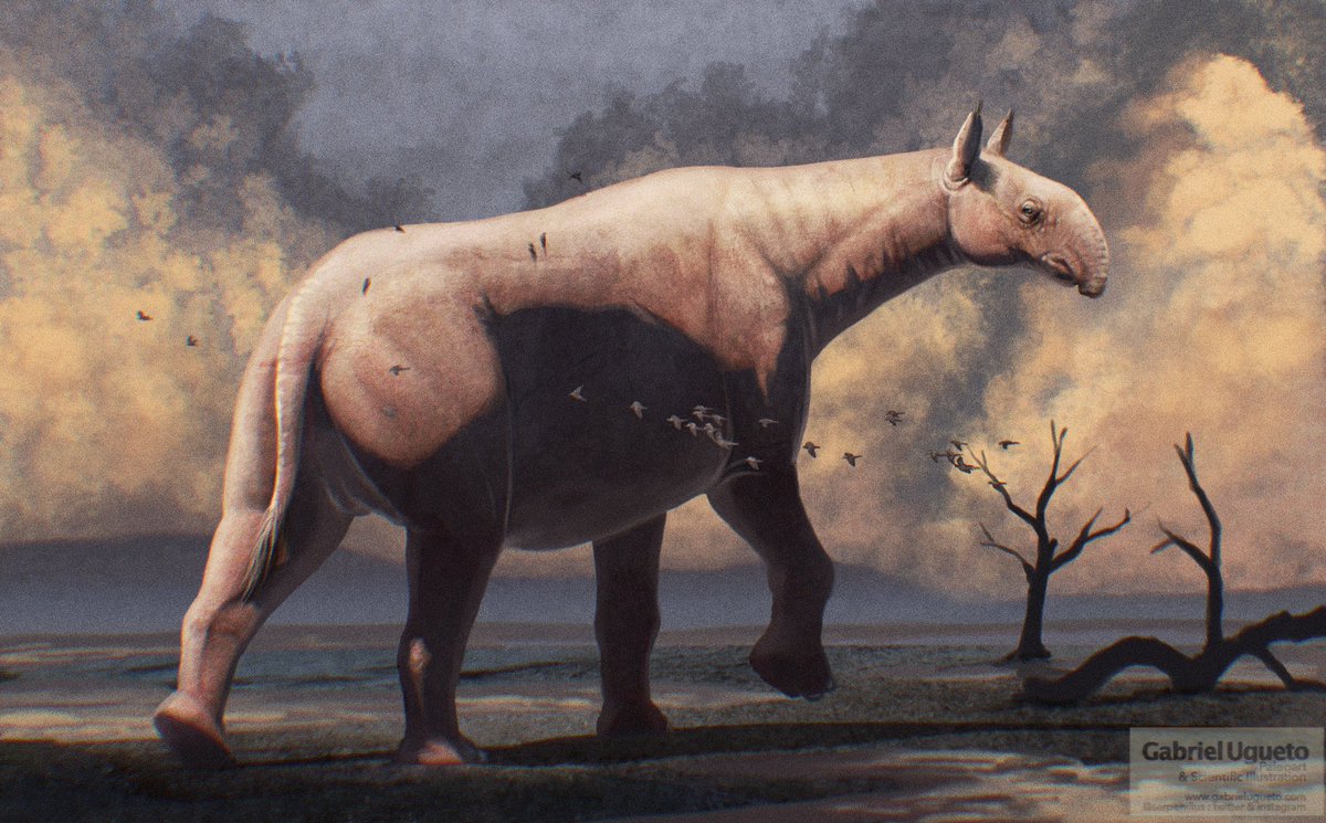 Today is #WorldRhinoDay so here is a concept illustration of one of the largest rhinoceroses (and land mammals) ever to exist. The giant Paraceratherium transouralicum from Oligocene Asia