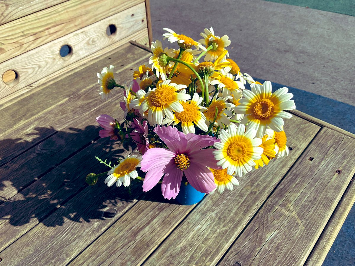 MonktonKG's tweet photo. Look how much our flowers have grown over the summer, they are almost as tall as the children!☺️#MonktonKindergarten were excited to pick some and discussed their colours, shapes, sizes etc. and with some of @MonktonRecep we reflected on where it all began.🌱🌼#MonktonOutdoors https://t.co/2rE2XcXtfh