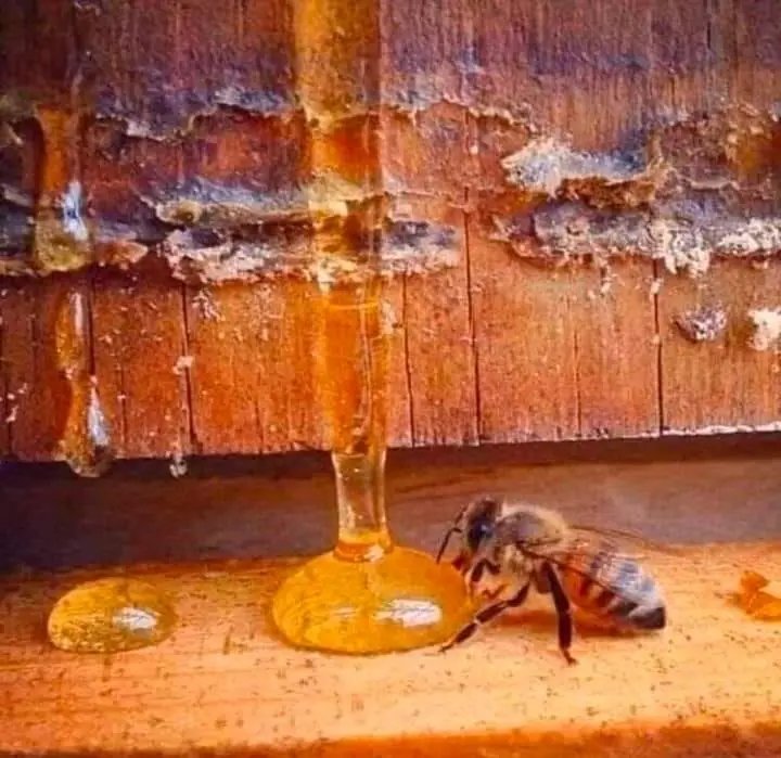 sci_explore1's tweet photo. The bee lives less than 40 days, visits at least 1,000 flowers and produces less than a teaspoon of honey. For us it is only a teaspoon of honey, but for the bee it is a life.Thank you, bees! https://t.co/sjDcA8Qwvt