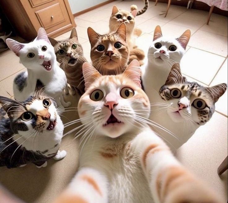 WE LOVE CATS tweet media