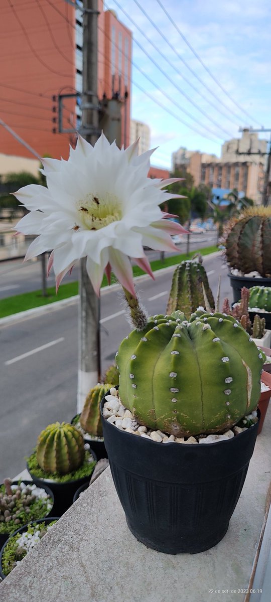 VanderCardoso8's tweet photo. Bom dia!
Fui presenteado pela manhã com essa beleza da natureza!
Meu cacto amanheceu assim pela manhã na janela do meu quarto. https://t.co/NqLY3B0xI7