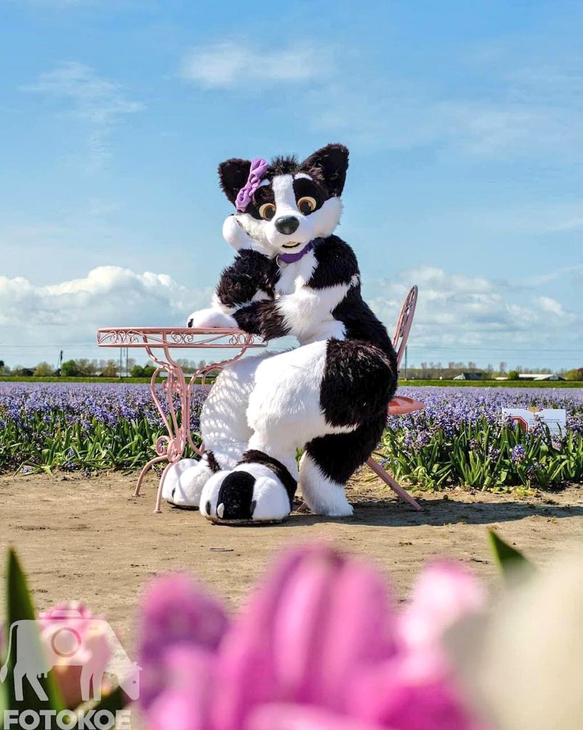 Wolvinny's tweet photo. Whatcha thinking about?

📸 by @cuddlypants 
#fursuitfriday https://t.co/yvStcD4nBs