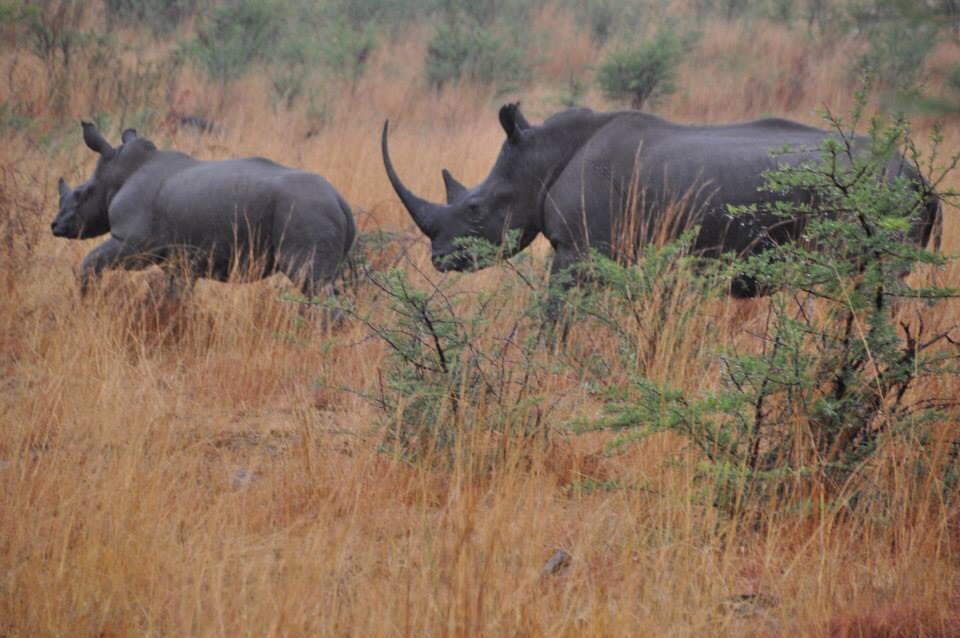 #WorldRhinoDay ♥️
#RhinoDay #Rhino 
#Kruger #LiveYourWild