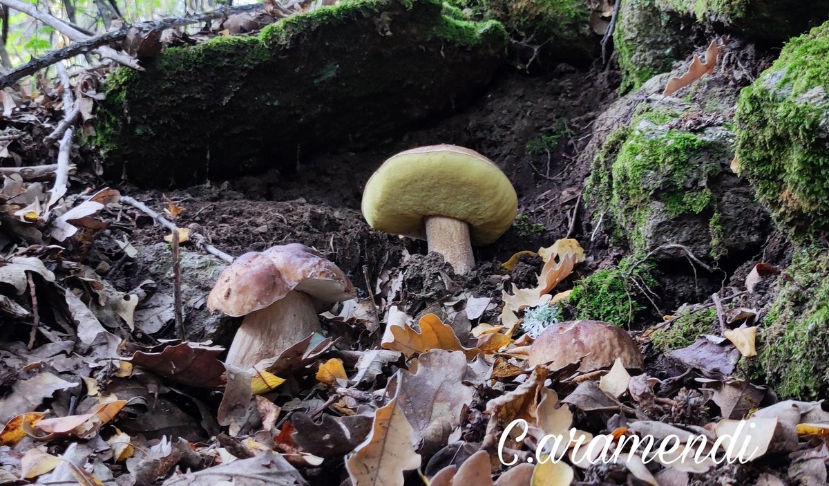 Especies como el Boletus edulis, ya se pueden observar. Os dejo el enlace al Curso de Micología que <a href="/Amagredos_Av/">Micológica Amagredos</a> desarrollará en Hoyos del Espino el próximo mes de octubre. Para consultar inscripción es a través de amagredos.av@gmail.com
#Gredos #Avila

x.com/Amagredos_Av/s…