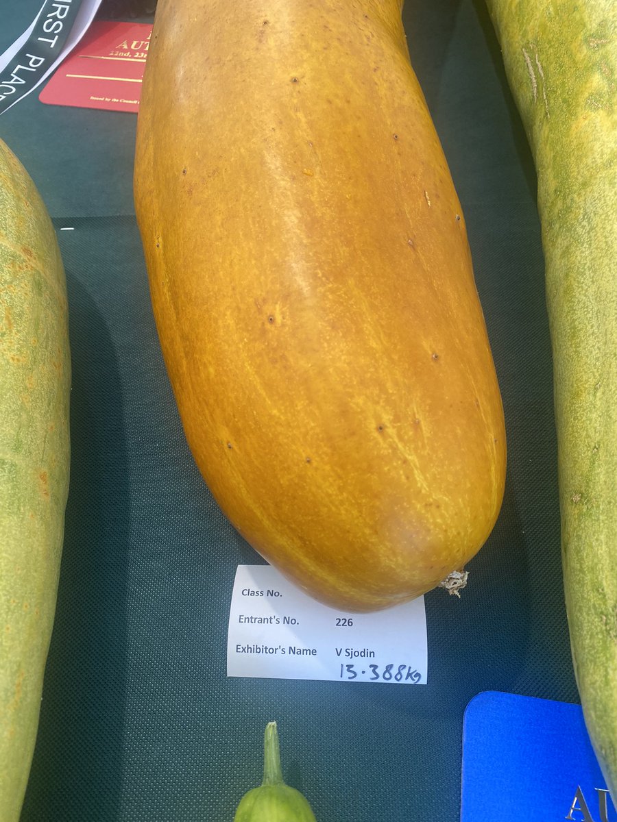 medwynsofangles's tweet image. Eight World records broken today at the Canna Giant Vegetable show as well as the UK record. There were over 30 entries in the heaviest cucumber class !!