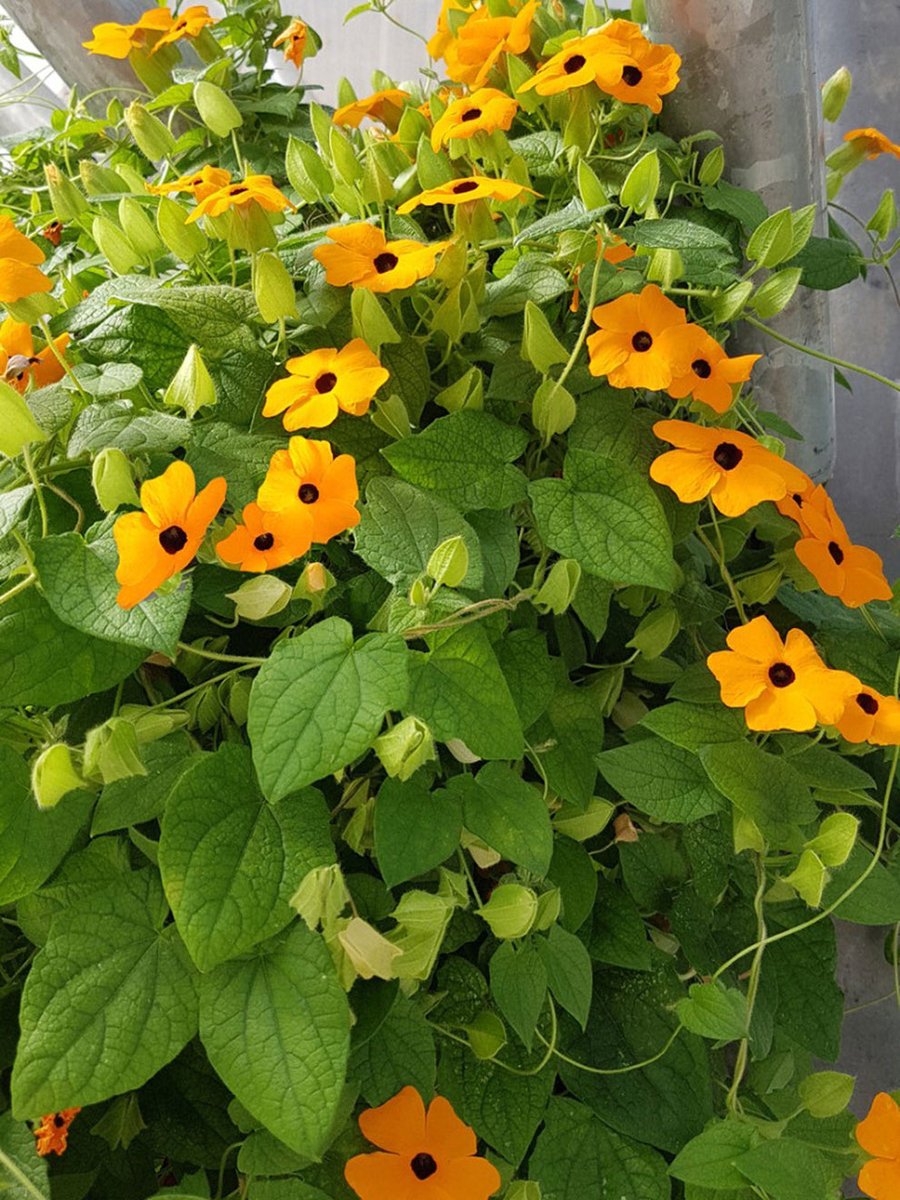 gransgardenseed's tweet photo. Wonderful Garden Seeds, https://t.co/f39KZfTdOx
So glad the hot temps have passed. Whew-hoooo!!!😁
#gardenseeds #GardeninginTexas #texasgardens #annualplantseeds #PerennialPlantSeeds https://t.co/c5qVPxqUaB