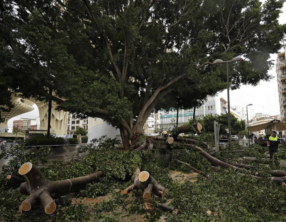 SOSterritorios's tweet photo. En el verano de 2015, @Ayto_Sevilla revisó los ejemplares de las #Especies que presentaban mayor #Riesgo, entre ellos los #Ficus #Singulares de #PlazaDeLaEncarnación.
El único que queda en dicha plaza, también fue revisado en 2021, 2022 y en el primer semestre de 2023.
Para qué⁉️ https://t.co/MI83rh4CsV