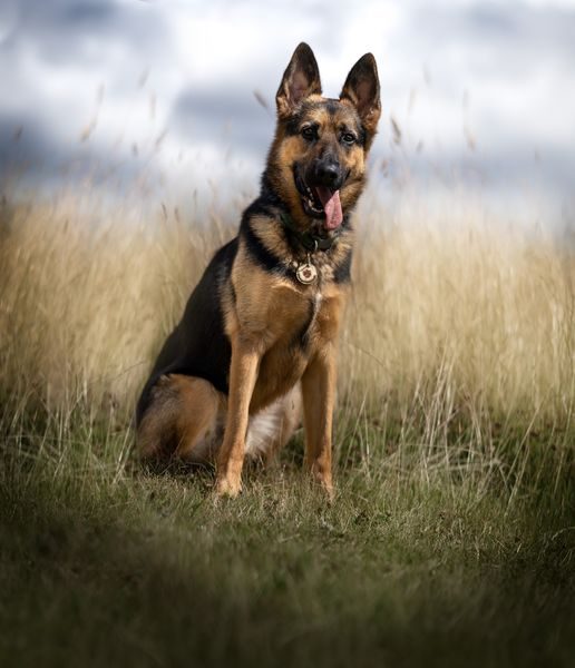 URGENT APPEAL FOR FOR FOSTER AND FOREVER HOMES FOR GERMAN SHEPHERDS AND MALINOIS, VARIOUS LOCATIONS IN #ENGLAND AND #WALES. This small registered charity is 'full to the brim'. They have dogs waiting in council pounds that are about to be put to sleep. If they can get some