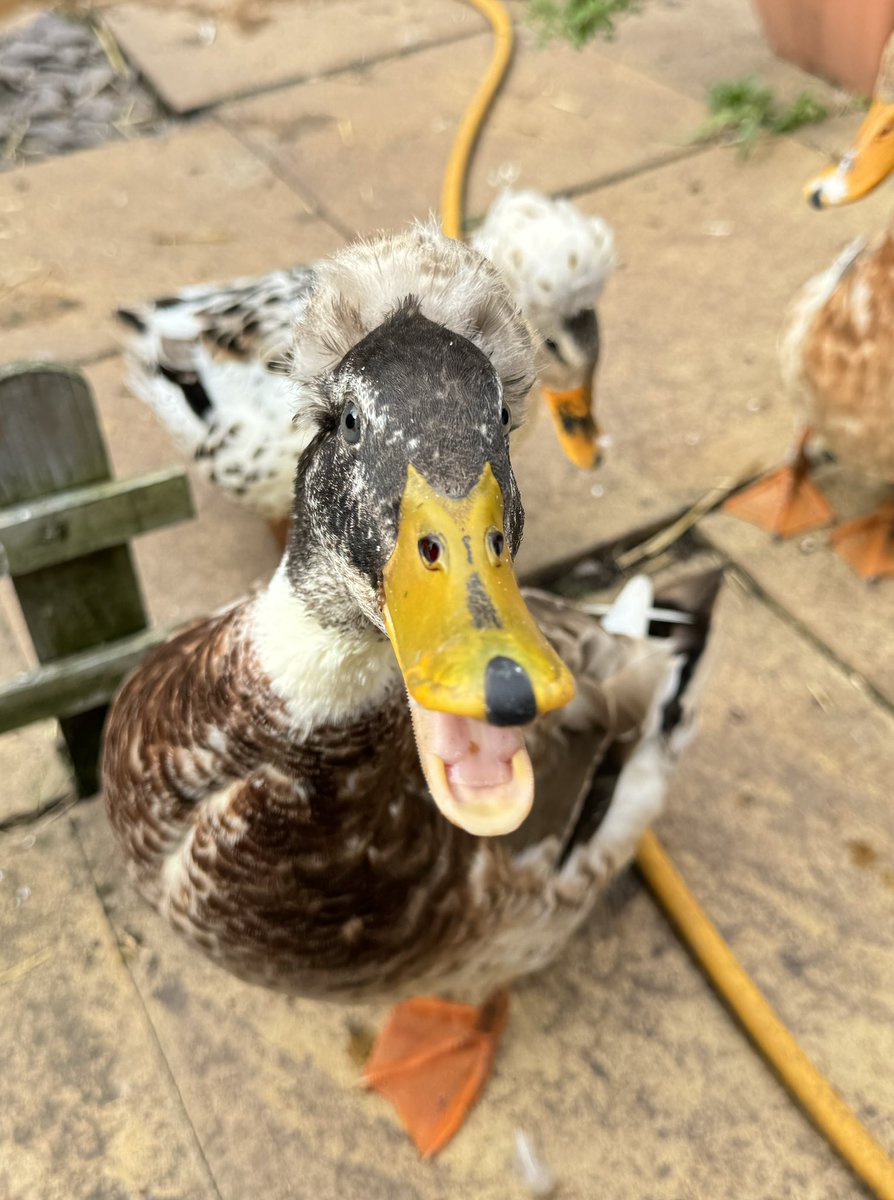 A❤️🔥 tweet media