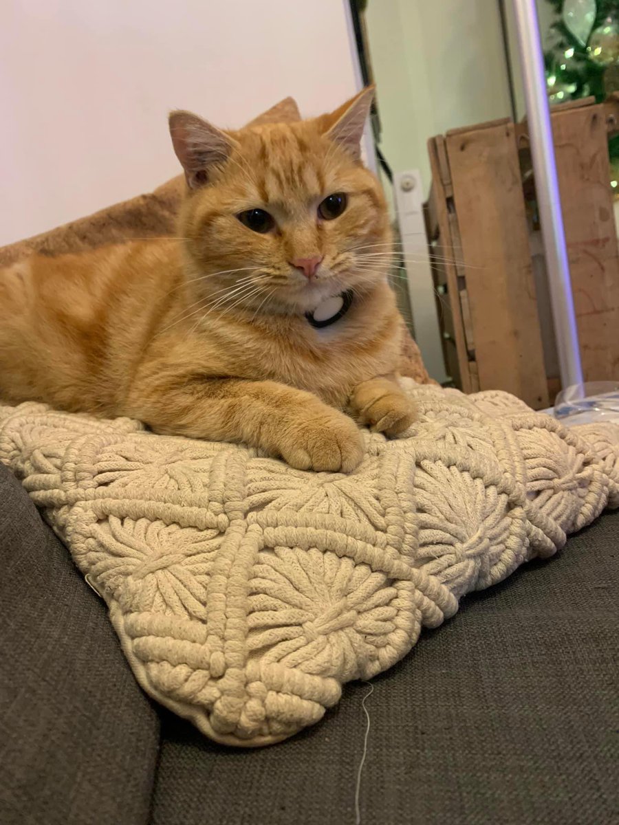chatdelhdv's tweet photo. Eh les copains de la Sudie, y a mon voisin Pompon qui a disparu sur la place de la mamairie !! Pompon, revient, y a des croquettes et des frifris !! https://t.co/oNqlACxGX0