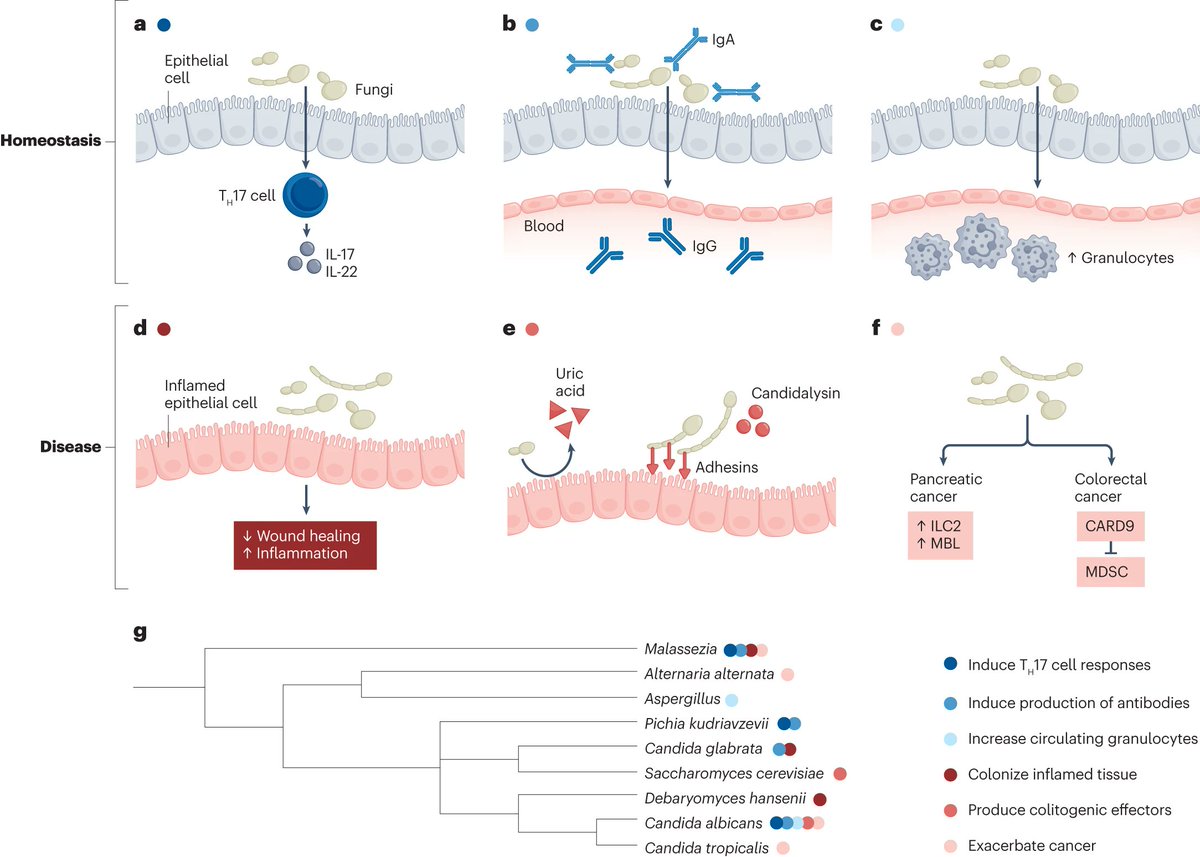 The mycobiome influences homeostatic immunity and disease, find out more about the role of commensal #fungi in intestinal health and disease in this REVIEW 

nature.com/articles/s4157…