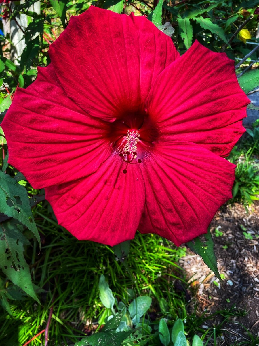888jc's tweet photo. Happy Friday 😎#fridaymorning #FridayMotivation #CoffeeTime #NativeAmerican #flowerphotography #flowerpictures #FridayVibes https://t.co/4sPVRK8NUC