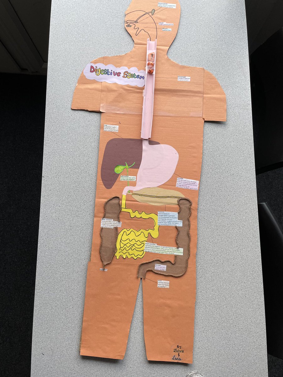 Year 13 Health and Social Care have been getting creative making digestive systems.