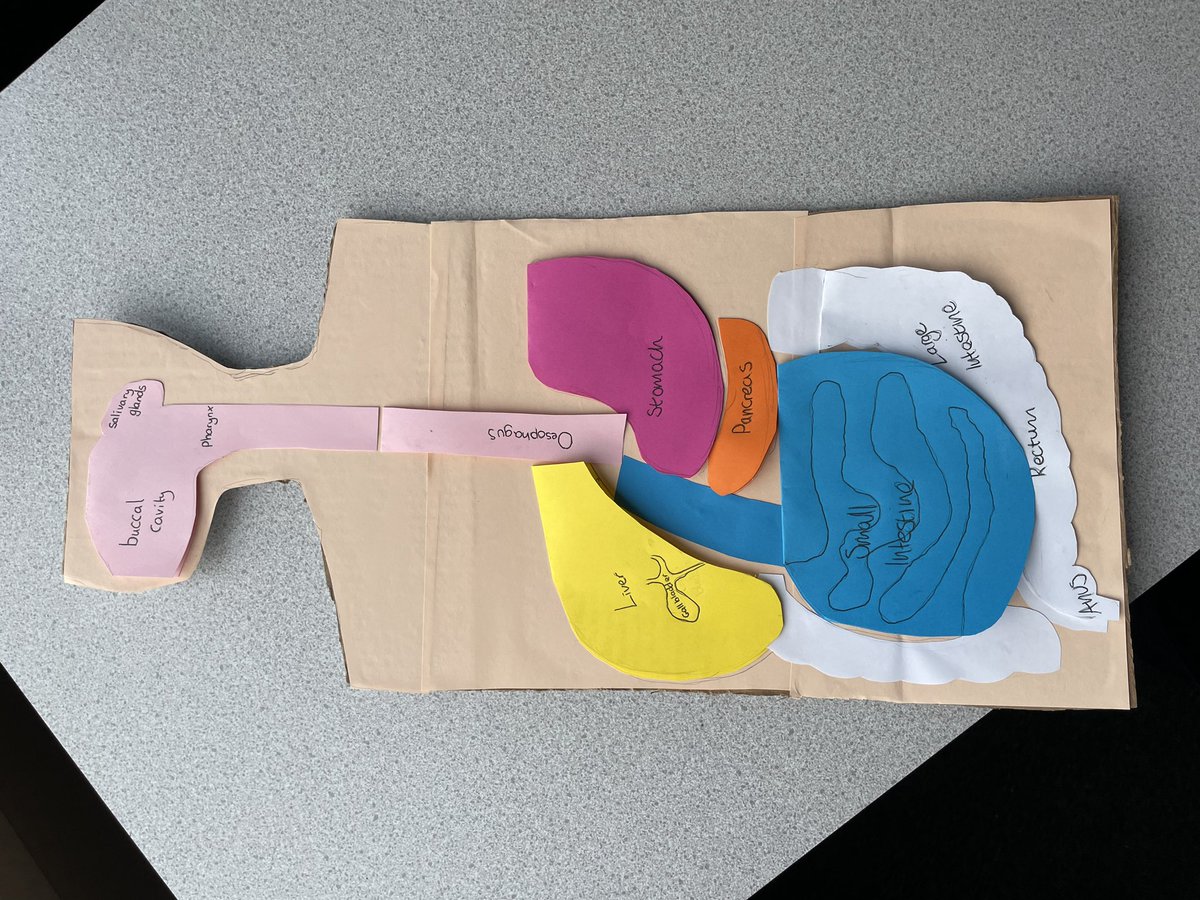 More year 13 Health and Social Care digestive system creations.