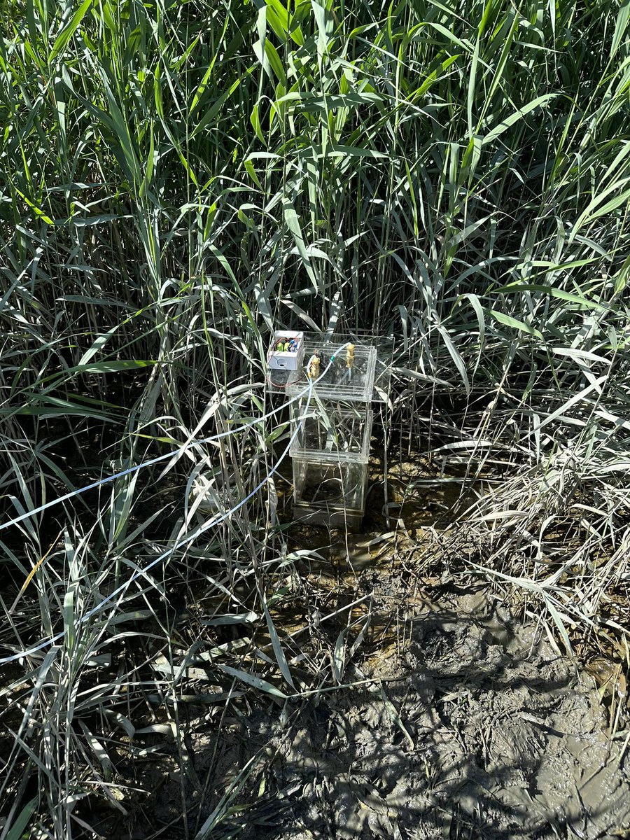 HaoChiLin1's tweet photo. Monitoring GHG in Shezi constructed wetland https://t.co/tnMU10unuT