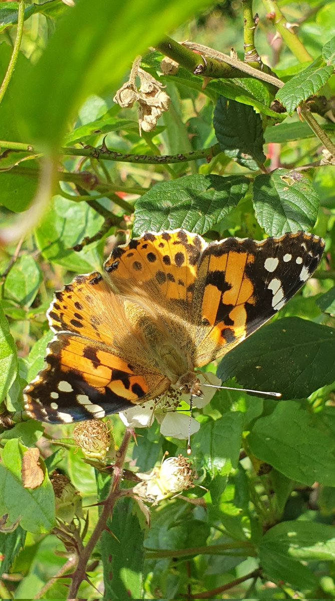 lydia_massiah's tweet image. A few Painted Lady butterflies about this morning near the coast between Clevedon and Portishead.
@savebutterflies @ukbutterflies