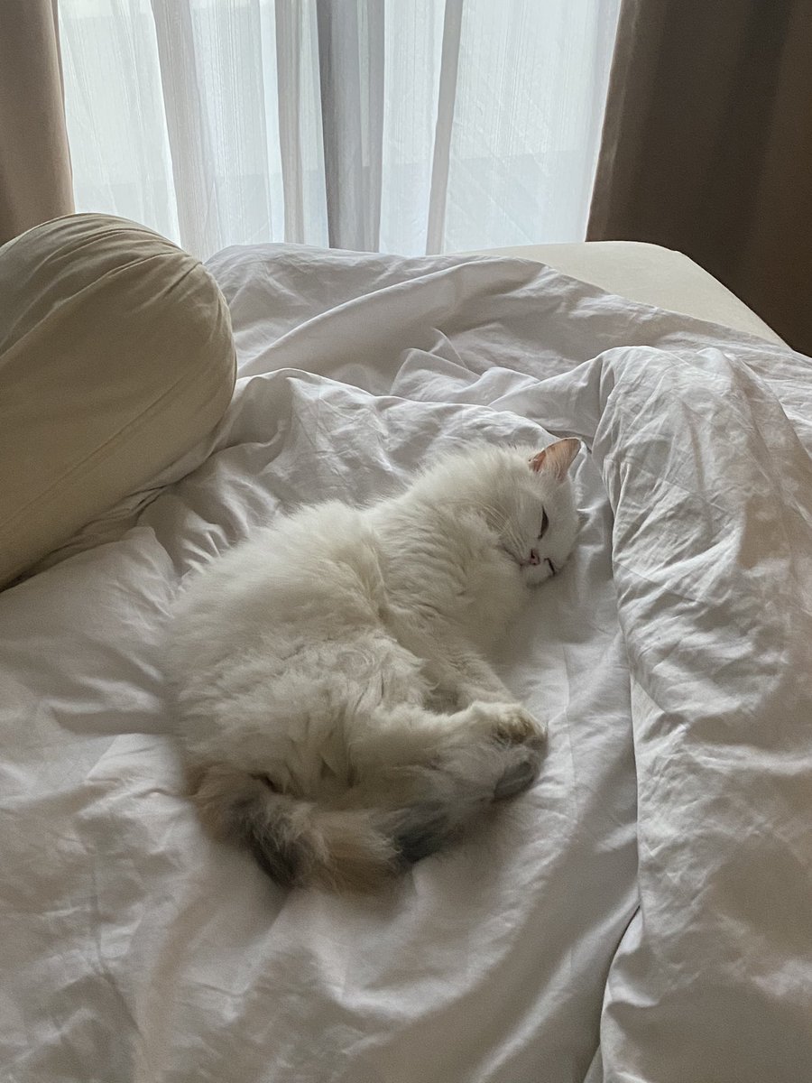 I want to adopt a kitten for my cat Tutu. My home terlalu tenang, I need chaos. Help me out guys.