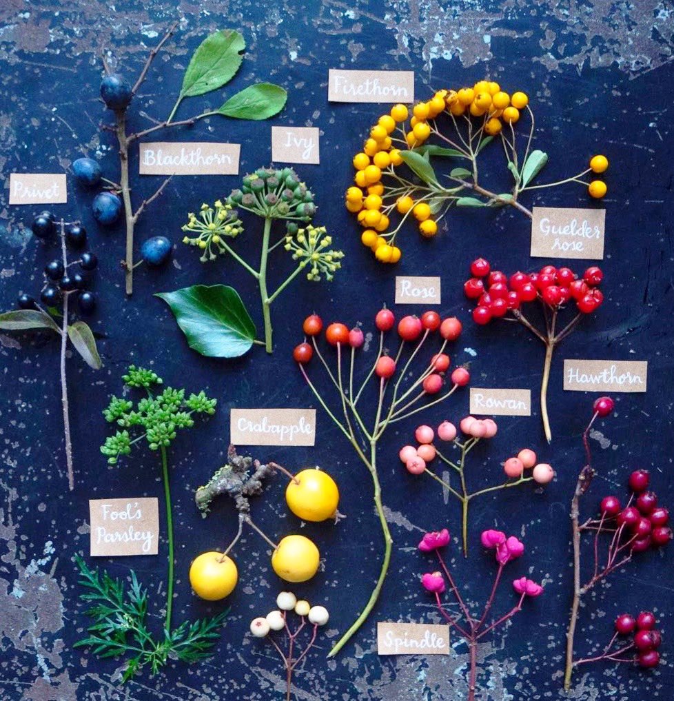 silverpebble's tweet photo. I know this place's days may be numbered but if you're looking for an account sharing simple nature-based &amp; creative ways to improve your mental health backed by research, thoughts/hacks from someone recently diagnosed with #ADHD &amp; #autism &amp; some very nice twigs,then I can help🌿 https://t.co/NE5P0im6AK
