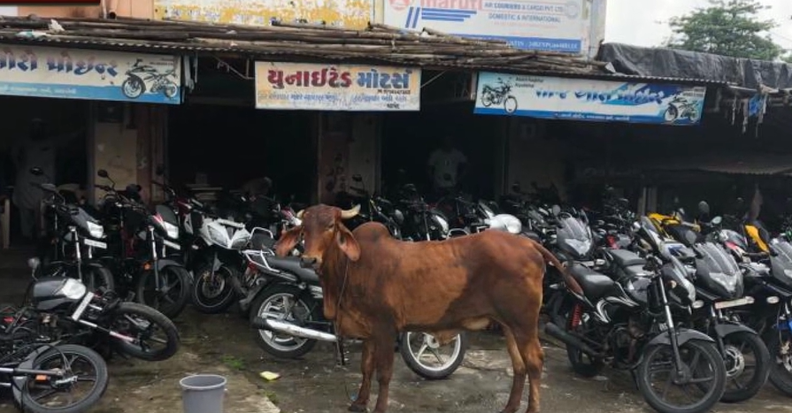 Cow goes on rampage after dog bite, claims woman’s life in Bardoli