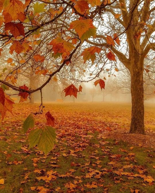 aperfectpumpkin's tweet photo. Tomorrow is the first day of Fall! https://t.co/oKJpfKg9PA
