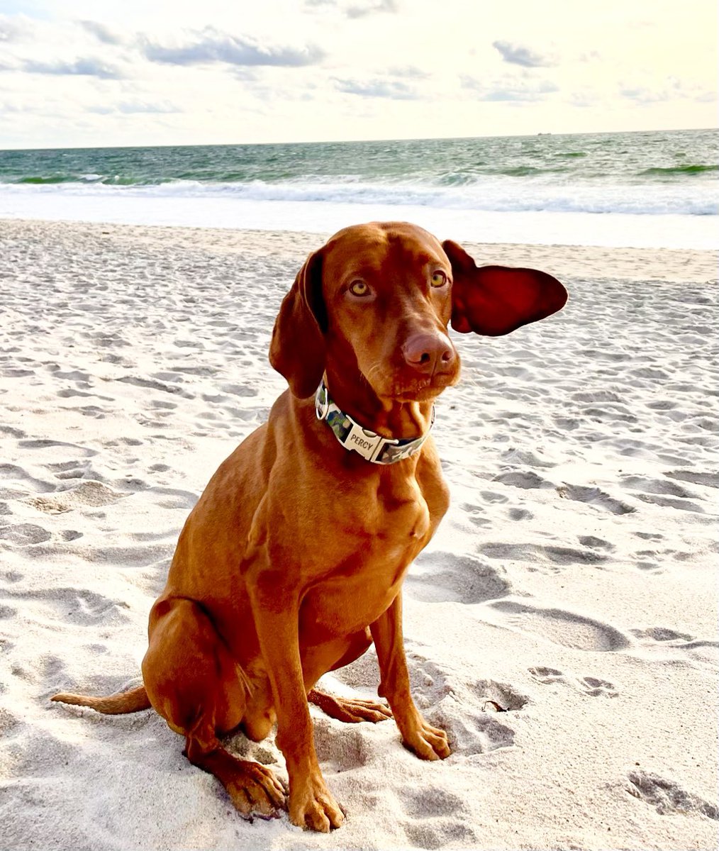 Happy birthday, Percy!  2 years old today.