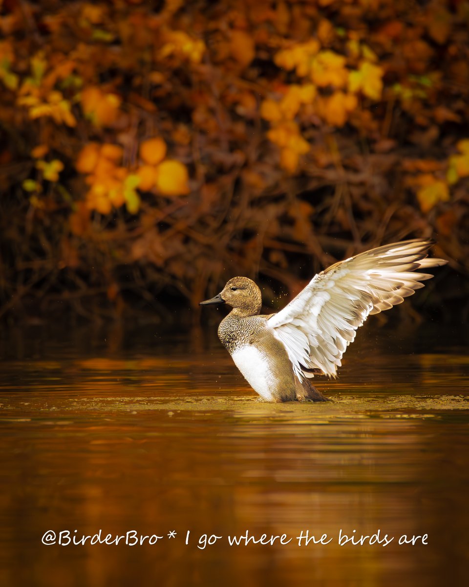 BirderBro's tweet photo. Last day of #summer in Northern Hemisphere. How do u complete #AutumnIsAGreatTimeFor... 🥮🍁🍂 What r u looking forward to in #fall❓

#AutumnIsComing #AutumnEquinox #Autumnvibes #AutumnalEquinox #Autumn #BirdTwitter #BirdsOfTwitter #birds #birding #birdwatching #birdphotography https://t.co/4nOJJ4xtEb