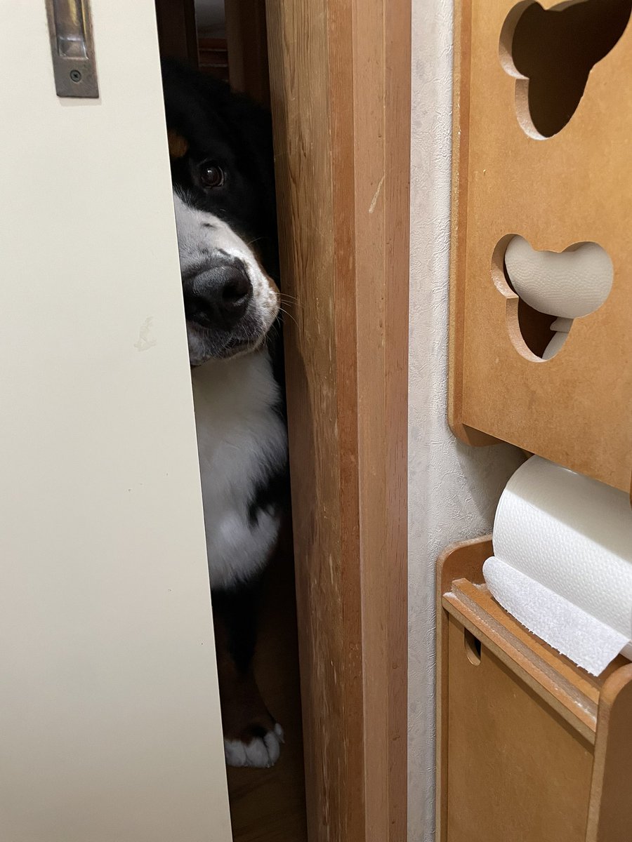 Haro_Bernese's tweet photo. 律儀に毎回トイレ覗きにくる大型犬の子犬
#バーニーズ https://t.co/WdIrbKj1CC