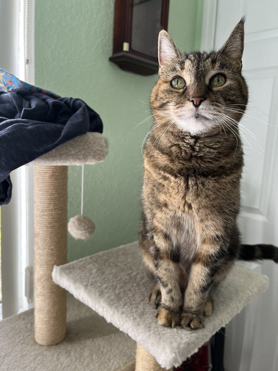 Banjo loves eating houseplants, lounging in the sun and knocking over glasses of water. Love that #PetsOfACPS gives me the opportunity to brag about my perfect baby. 😻