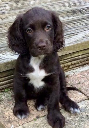 emmakear110's tweet photo. @DrSimonCMP @weementalalfie1 Wee Alfie’s doppelgänger https://t.co/3X2ngo425Y