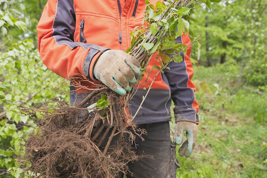 Derzeit läuft noch die "Woche der #Klimaanpassung", die das @BMUV initiert hat.  Im Mittelpunkt steht die Vielfalt der Lösungen und Ideen. Eine große Herausforderung auch für Forstleute und Waldbesitzende, die mit großem Engagement unsere Wälder nachhaltig klimastabil umbauen