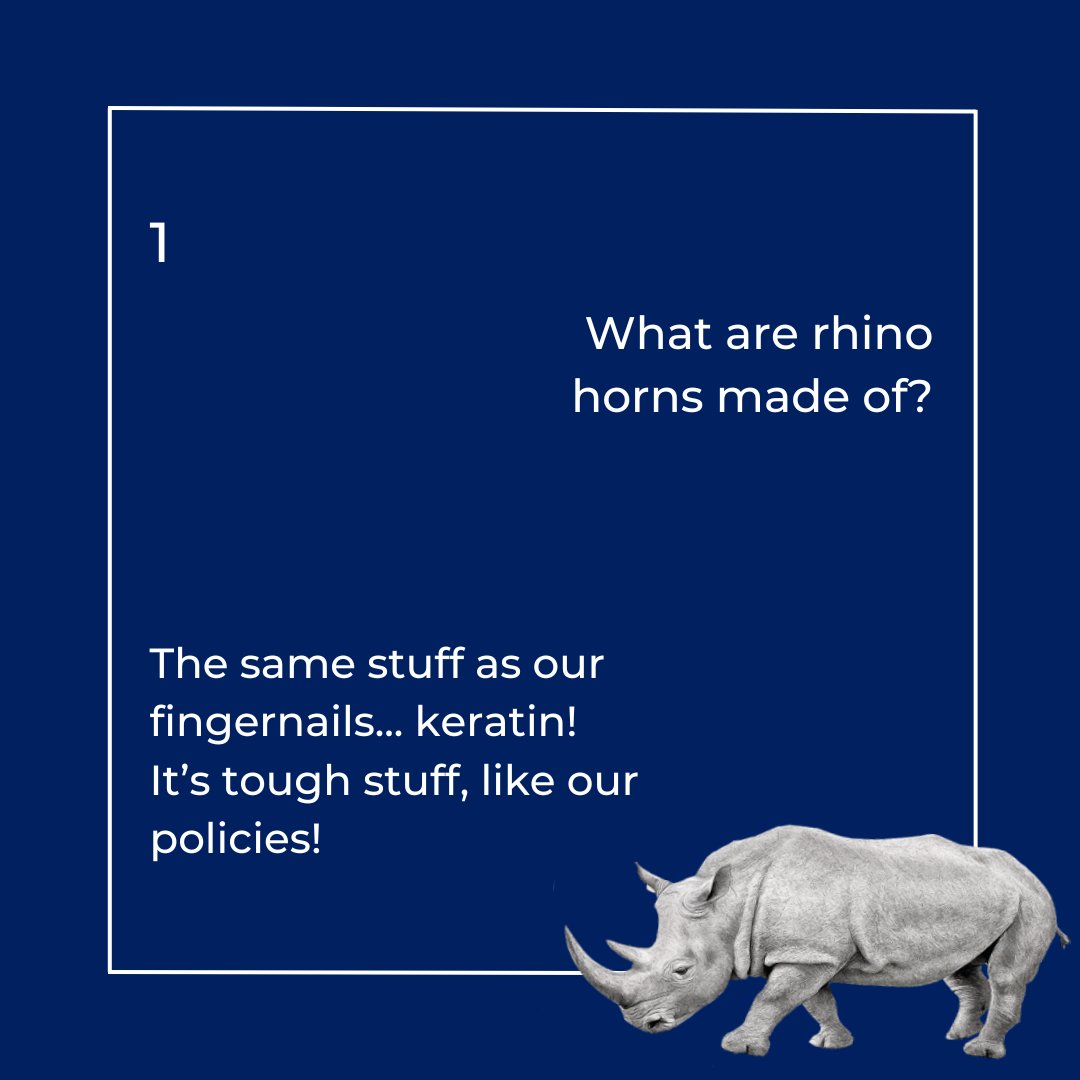 CleggGifford's tweet photo. It's World Rhino Day today, and we want to share with you some interesting facts about the incredible species. 🦏
#StrongInsuranceForATurbulentWorld🦏
#HighStreetBroker #SaveTheHighStreet #InsuranceBroker #Insurance #HighStreet #WorldRhinoDay #Rhino #WildEarth #InterestingFacts https://t.co/1PzF6RJd5u