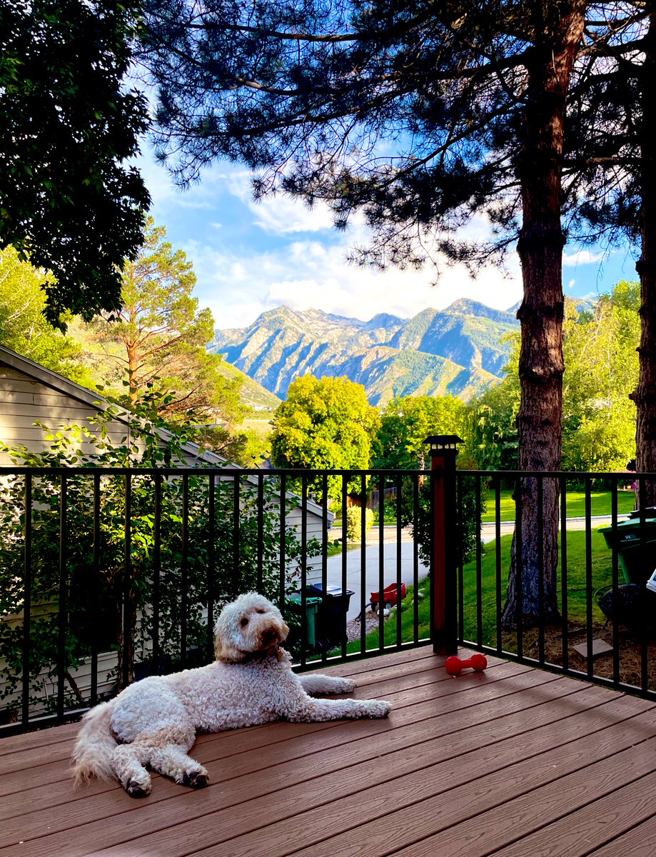 The dog days of Summer!

🌞⛰️☁️🐩🦮

#DogDaysOfSummer 
#Labradoodle 
#WasatchFront
#GoodbyeSummer