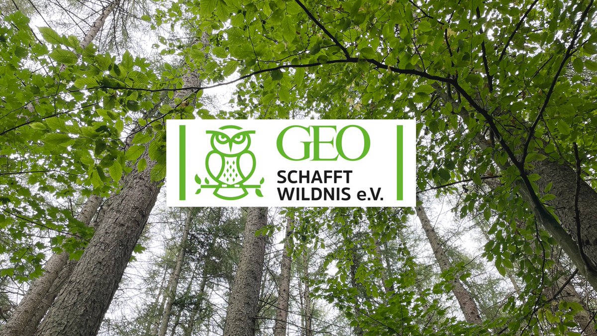 🌲🦉'GEO schafft Wildnis': Als wohl erste Redaktion Deutschlands hat GEO ein Waldstück auf Rügen gekauft, das nun verwildern darf. Möglich wurde der Kauf durch 'Die große GEO-Show' sowie Spenden von Leserinnen und Lesern. Weitere Infos: media.rtl.com/meldung/GEO-sc… @geomagazin