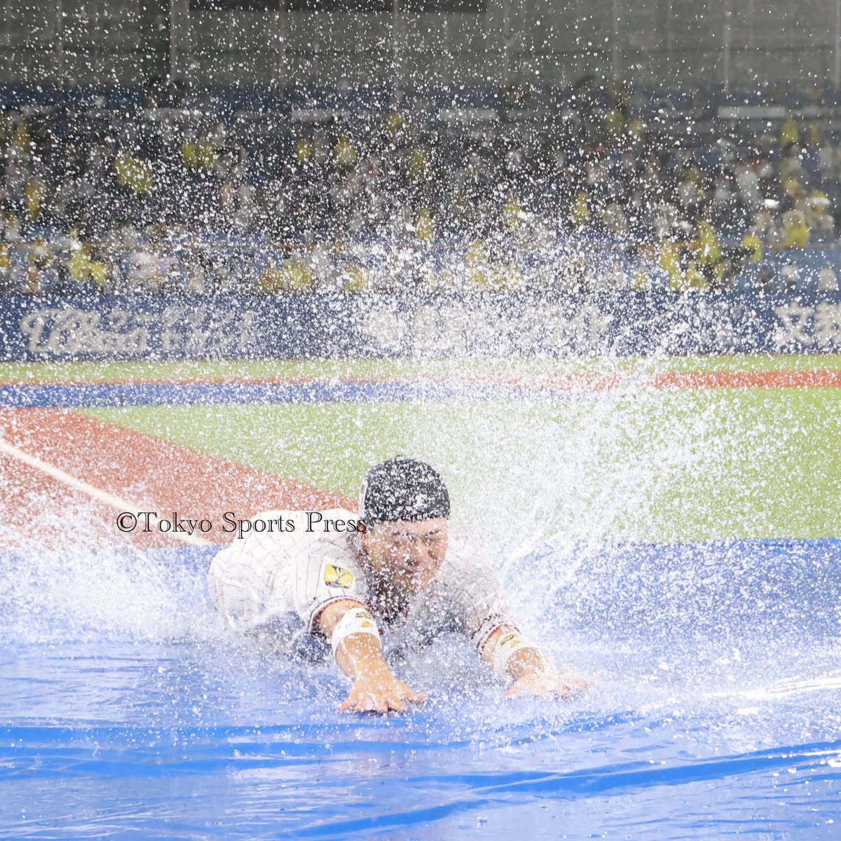 tospophoto's tweet photo. 【プロ野球】2023年9月22日（神宮球場）#ヤクルトスワローズ❎阪神
#swallows #npb #東スポ　
雨天中止決定後、ヤクルトナインも負けじと #丸山和都　が勢いよく人工芝までヘッドスライディング https://t.co/hQgiZUTgpH