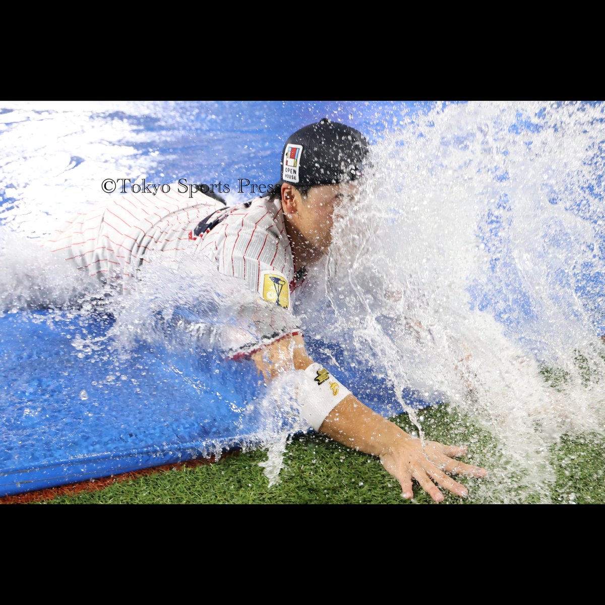tospophoto's tweet photo. 【プロ野球】2023年9月22日（神宮球場）#ヤクルトスワローズ❎阪神
#swallows #npb #東スポ　
雨天中止決定後、ヤクルトナインも負けじと #丸山和都　が勢いよく人工芝までヘッドスライディング https://t.co/hQgiZUTgpH