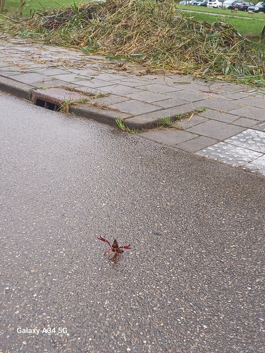 Deze amerikaanse rivierkreeft wist niet wat hem overkwam. Het ene moment lekker tussen het riet in de sloot en dan gedropt op een fietspad. Het is een exoot, komt van nature dus niet in Nederland voor. Hij haalt het bestaande ecosysteem uit balans en is daarom ook ongewenst.
