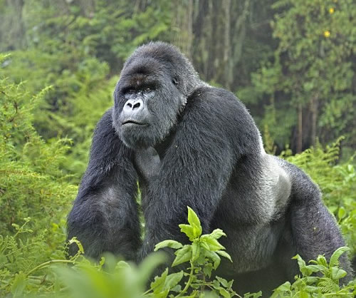 11 DAYS CLASSIC CHRISTMAS HOLIDAY IN UGANDA: Four our 11 Days and 10 Nights Gorilla, Chimpanzee tracking and overlland game Christmas Holiday Experience & safaris in Uganda, kindly visit us at visituganda.tours/Offers/Offer-D…