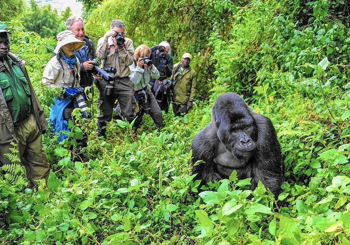 Below, you will find packages for 2023/2024 Christmas & End of Year Holiday. Those interested in Gorilla tracking, permits must be booked early enough e.g 700US$ foreigners, 400US$ Foreign residents &250,000Ugx for Ugandans & EAC Citizens, kindly visit  visituganda.tours/Offers/Offer-D…