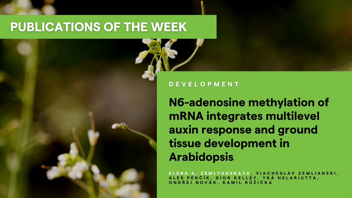 CEITEC_Brno's tweet photo. ๐ #PublicationsOfTheWeek: "N6-adenosine methylation of mRNA integrates multilevel auxin response and ground tissue development in Arabidopsis" in @Dev_journal
See more ๐ https://t.co/yg8t03VRK5
#CEITECScience #M6A #Auxin #MRNAmethylation #Endodermis #SAUR #Arabidopsis https://t.co/tc78Csh1vt